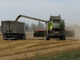 Landwirtschaftliche Nutzung um Maasdorf