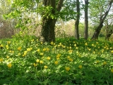 Wildtulpen-Wiese in Mösthinsdorf