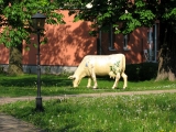 Kuh der Homöopathie im Park der Lutzeklinik