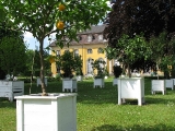 Kübelpflanzen im Schlossgarten
