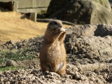 Erdmännchen im Tierpark Dessau