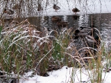 Der Hubertusteich im Winter