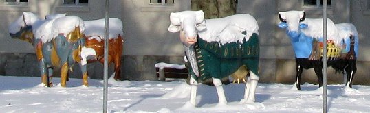 Köthener Kühe im Schnee