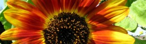 Sommerfest Sonnenblume